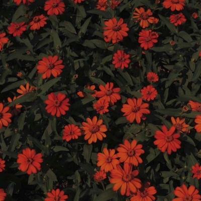 江南app手机app下载